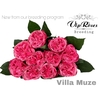 R GR VILLA MUZE x20