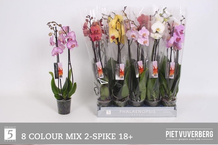 <h4>PHAL GEM 8 KL</h4>