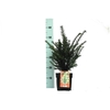 Taxus baccata Bush P17