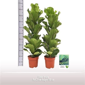 Ficus lyrata