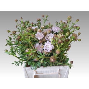 SNIJBLOEMEN OV