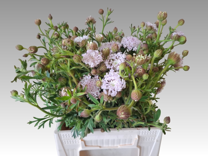 <h4>SNIJBLOEMEN OV</h4>