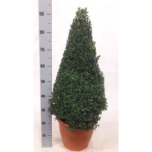 Buxus semp.   ...