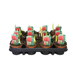 Bol op pot Tulip Red