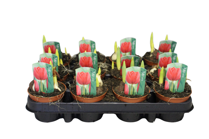 <h4>Bol op pot Tulip Red</h4>