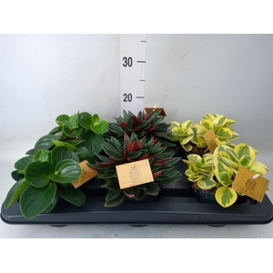 Peperomia   ...mix