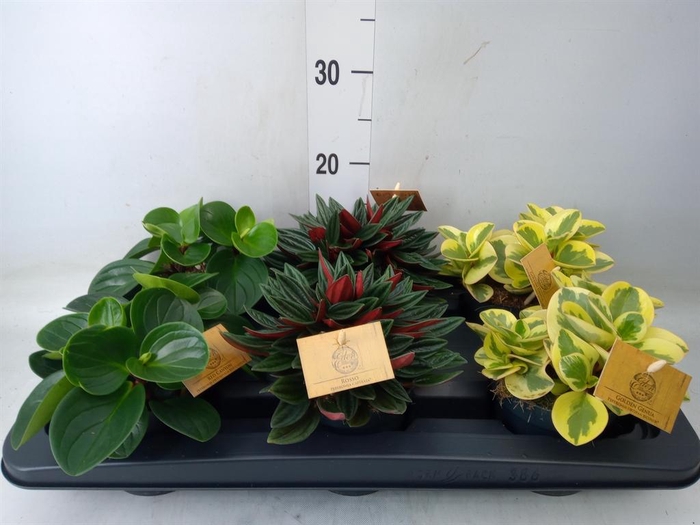 <h4>Peperomia   ...mix</h4>