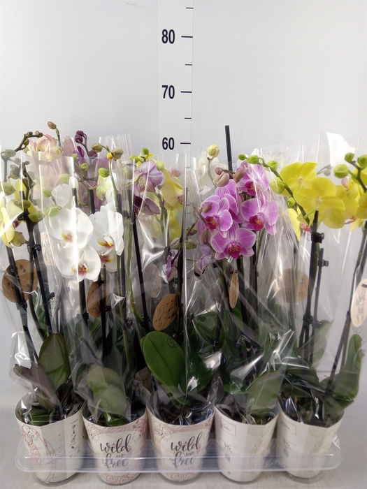 <h4>Phalaenopsis   ...</h4>