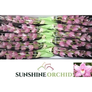 CYMB MI ROSANNA SHAW