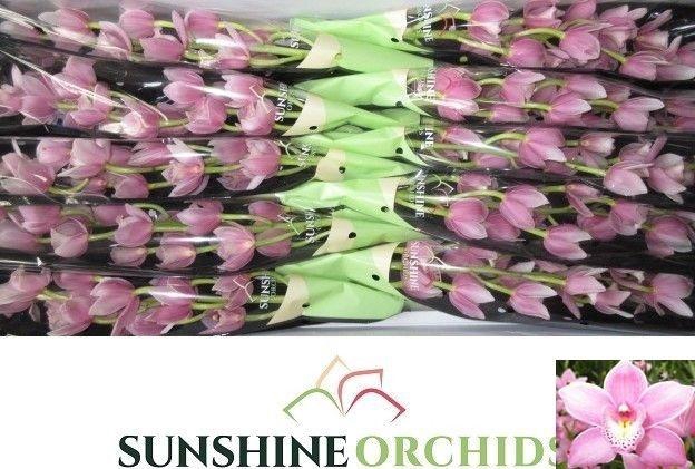 <h4>CYMB MI ROSANNA SHAW</h4>