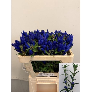 GENTI JUST BLUE