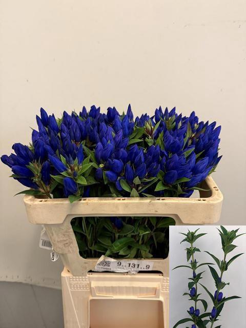 <h4>GENTI JUST BLUE</h4>
