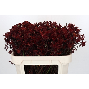 Kangaroo Paw Bush Ruby