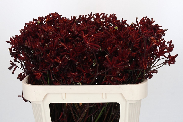 <h4>Kangaroo Paw Bush Ruby</h4>