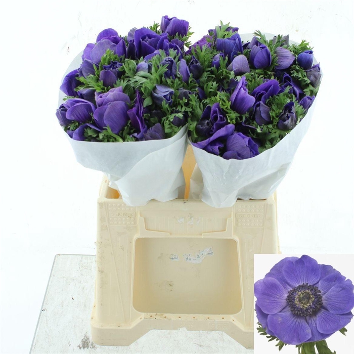 <h4>ANEM CO MIS + D BLUE</h4>