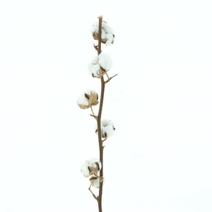Gossypium Wit 5 Balls