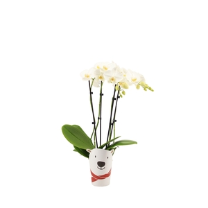 Potcover Polar Bear Phal Tropic Snowball 3-4T20+