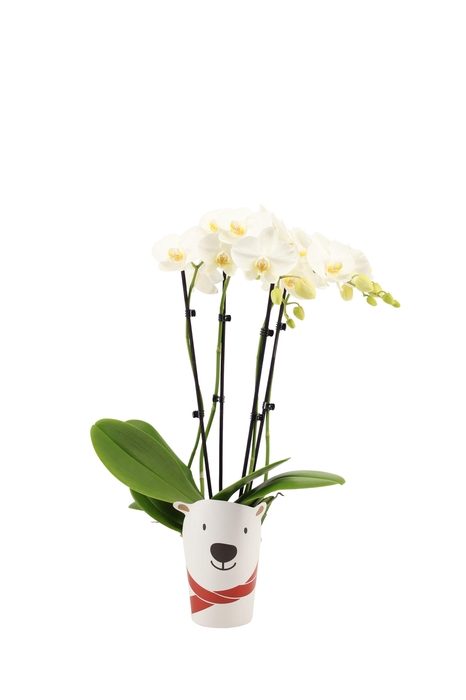 <h4>Potcover Polar Bear Phal Tropic Snowball 3-4T20+</h4>