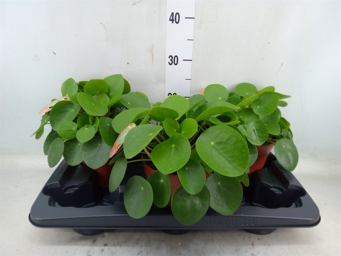 <h4>Pilea peperomoides</h4>