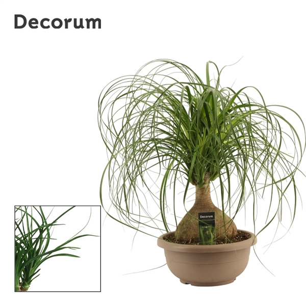<h4>Beaucarnea bol 30 cm (Decorum)</h4>