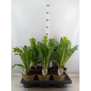 Eucomis bicolor