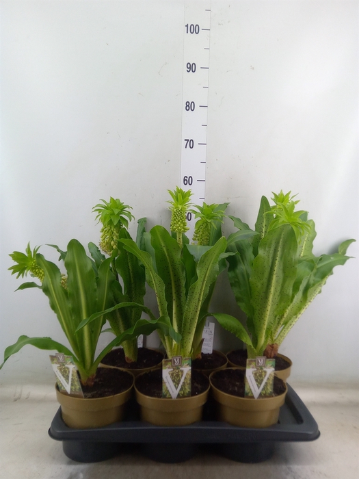 <h4>Eucomis bicolor</h4>