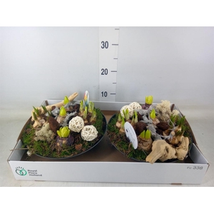 Arr.   Bol/Knolgewas L%