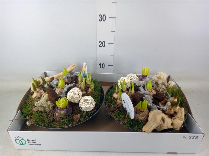 <h4>Arr. Bol/Knolgewas L%</h4>