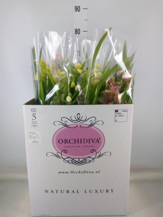 <h4>Cymbidium   ...mix</h4>