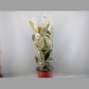 Ficus elastica 'Tineke'