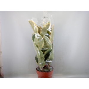 Ficus elastica 'Tineke'
