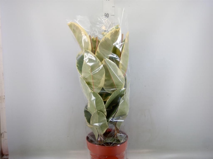 <h4>Ficus elastica 'Tineke'</h4>