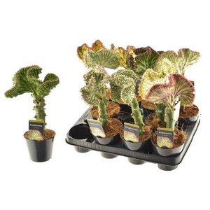 Euphorbia lactea 'Cristata'