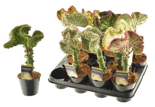 <h4>Euphorbia lactea 'Cristata'</h4>