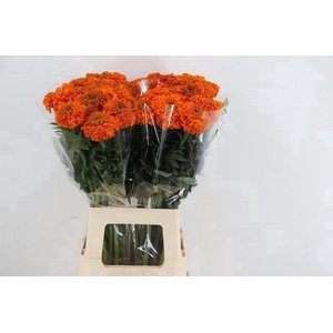 TAG E PROMISE ORANGE