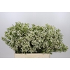 Chamelaucium Ofir