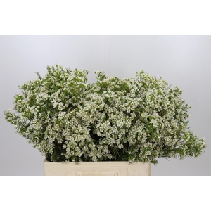 Chamelaucium Ofir