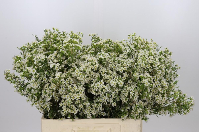 Chamelaucium Ofir