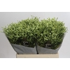 Limonium China Lemon