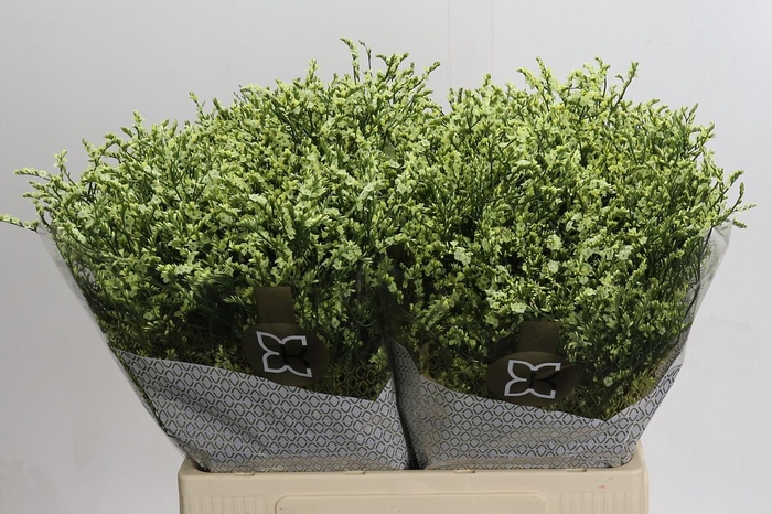 Limonium China Lemon