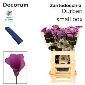 Zant Durban Small Box 60 Cm
