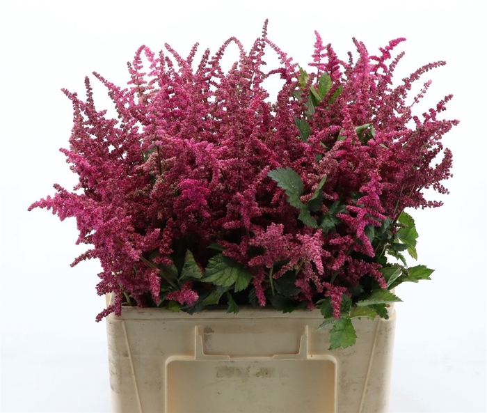 Astilbe Loud And Proud