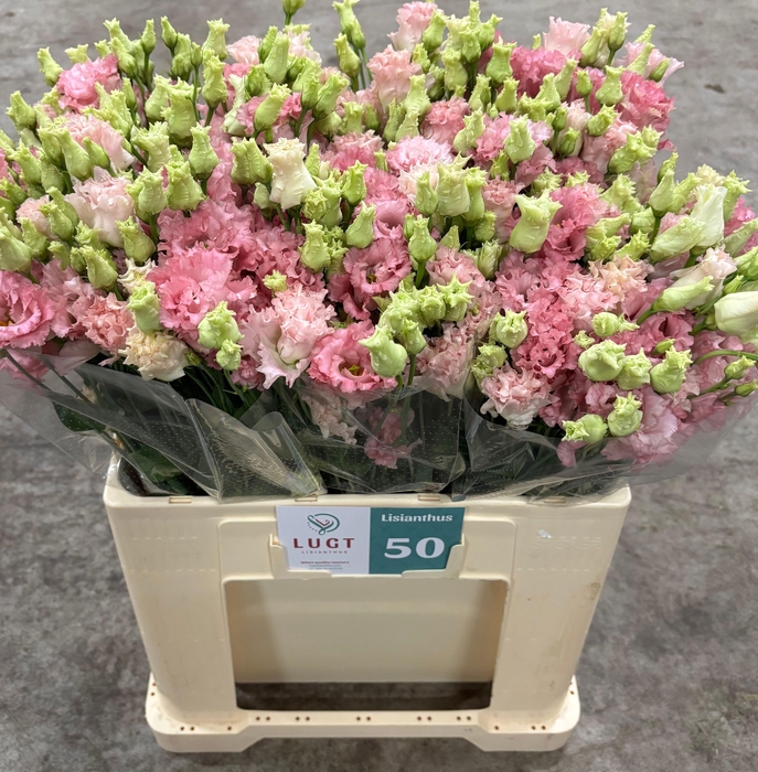 <h4>EUS G ALISSA PINK</h4>