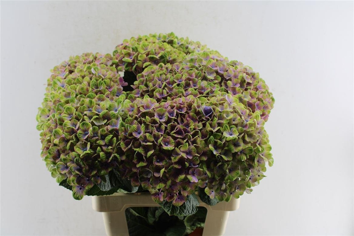 <h4>Hydr M Mag Coral</h4>