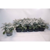 arr8 Senecio Cineraria