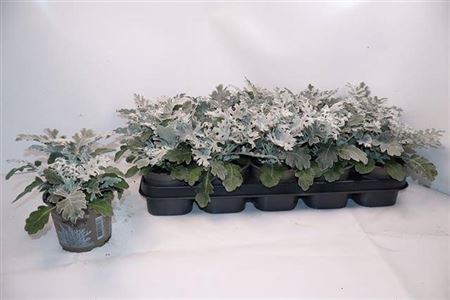 arr8 Senecio Cineraria