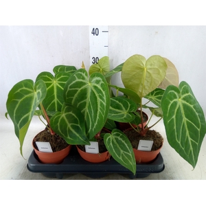 Anthurium   ...