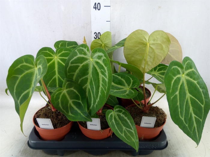 <h4>Anthurium   ...</h4>