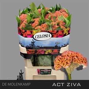 Cel C Act Ziva