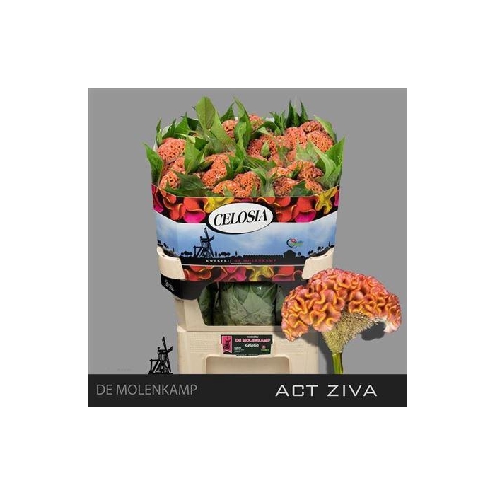 <h4>Cel C Act Ziva</h4>